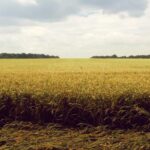 育毛剤の有効成分一覧【2026年】市販品で本当に効く成分・効かない成分