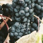 頭部外傷・手術後の脱毛への植毛：外科的脱毛症への対応