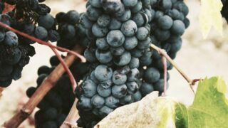 頭部外傷・手術後の脱毛への植毛：外科的脱毛症への対応