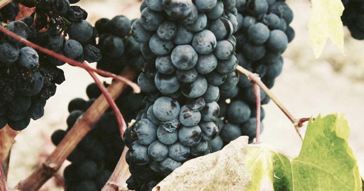 頭部外傷・手術後の脱毛への植毛：外科的脱毛症への対応