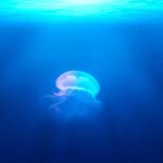 AGA治療薬で効果が出なかった場合の植毛｜ノンレスポンダーへの対応