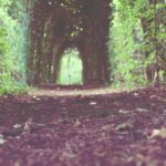 AGA進行度（ハミルトン・ノーウッド分類）別の植毛適応ガイド