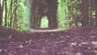 AGA進行度（ハミルトン・ノーウッド分類）別の植毛適応ガイド