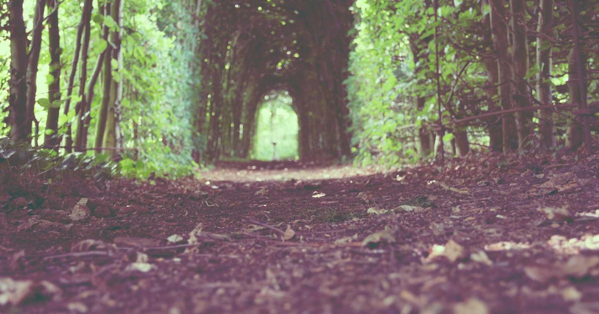 AGA進行度（ハミルトン・ノーウッド分類）別の植毛適応ガイド