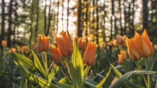 ミノキシジルやめたいあなたへ｜やめてよかった人・後悔した人のリアルな体験談と正しいやめ方