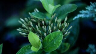 植毛の効果はいつから？定着率・効果実感までの期間を徹底解説