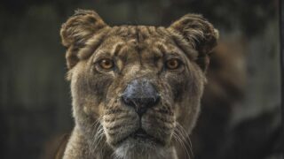 植毛のダウンタイム｜術後の経過・痛み・腫れを日数別に解説