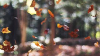 M字はげの植毛手術の流れ｜初診から術後ケアまでの完全ガイド