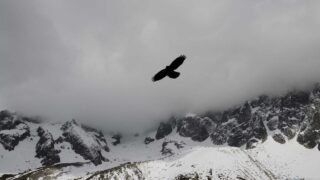 M字はげ植毛のリスク・後悔談｜失敗しないための注意点