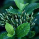 M字はげの植毛とFUE・DHI技術の選び方｜傷跡・痛みの違いを解説