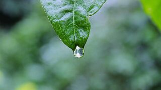 前髪植毛でナチュラルな仕上がりを実現するデザインのポイント【2026年】