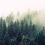 前髪植毛のクリニック選び｜技術力・実績で選ぶ5つのポイント