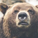 女性の植毛費用｜FAGA・びまん性脱毛症への植毛料金相場