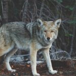 産後の薄毛・抜け毛に植毛は有効？タイミングと治療選択肢