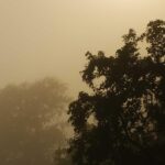 FUT植毛の費用相場｜グラフト数別・クリニック別の料金まとめ