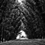 植毛3000グラフトの費用はいくら？広範囲薄毛への植毛料金完全ガイド