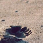 海外植毛と国内植毛の費用比較｜トルコ植毛は本当に安い？