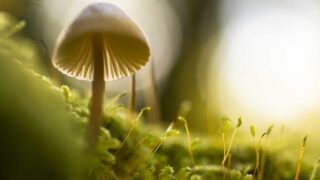 更年期薄毛への植毛：ホルモン補充療法との組み合わせ戦略