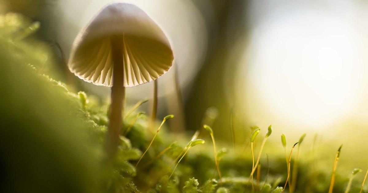 更年期薄毛への植毛：ホルモン補充療法との組み合わせ戦略