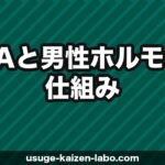 AGAと男性ホルモン（テストステロン・DHT）の仕組みをわかりやすく解説【2026年】
