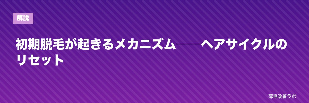 初期脱毛が起きるメカニズム──ヘアサイクルのリセット | 薄毛改善ラボ
