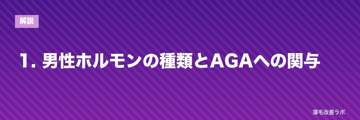 1. 男性ホルモンの種類とAGAへの関与 | 薄毛改善ラボ
