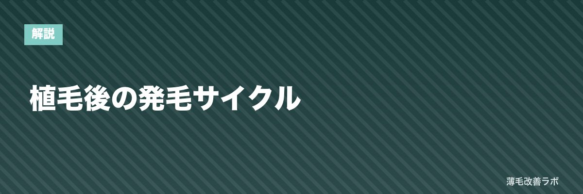 植毛後の発毛サイクル | 薄毛改善ラボ