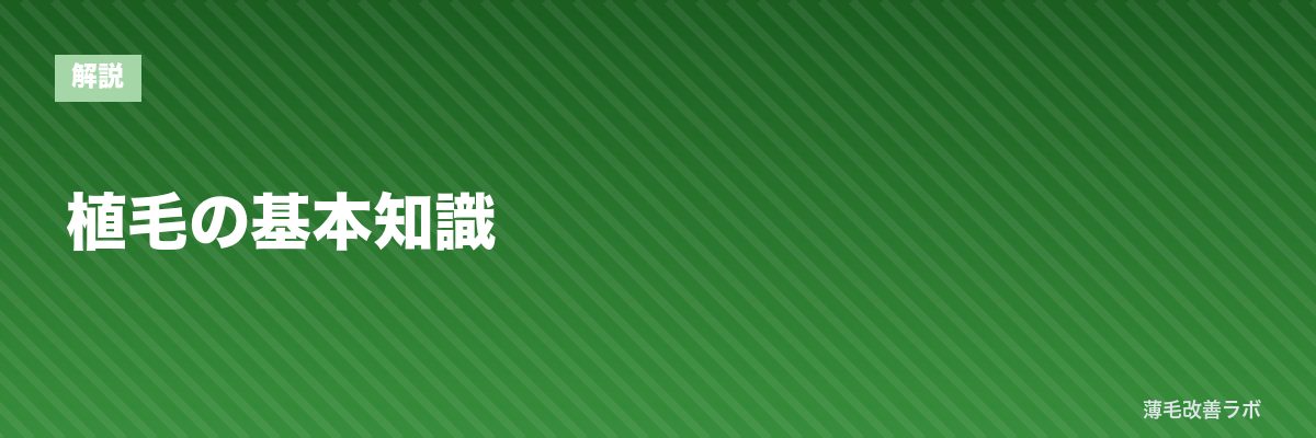 植毛の基本知識 | 薄毛改善ラボ