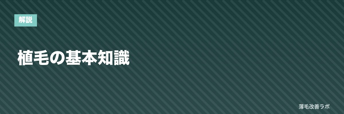 植毛の基本知識 | 薄毛改善ラボ