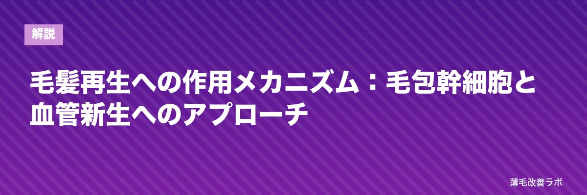 毛髪再生への作用メカニズム：毛包幹細胞と血管新生へのアプローチ | 薄毛改善ラボ