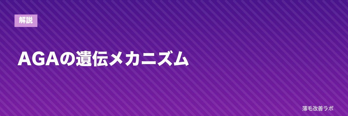 AGAの遺伝メカニズム | 薄毛改善ラボ