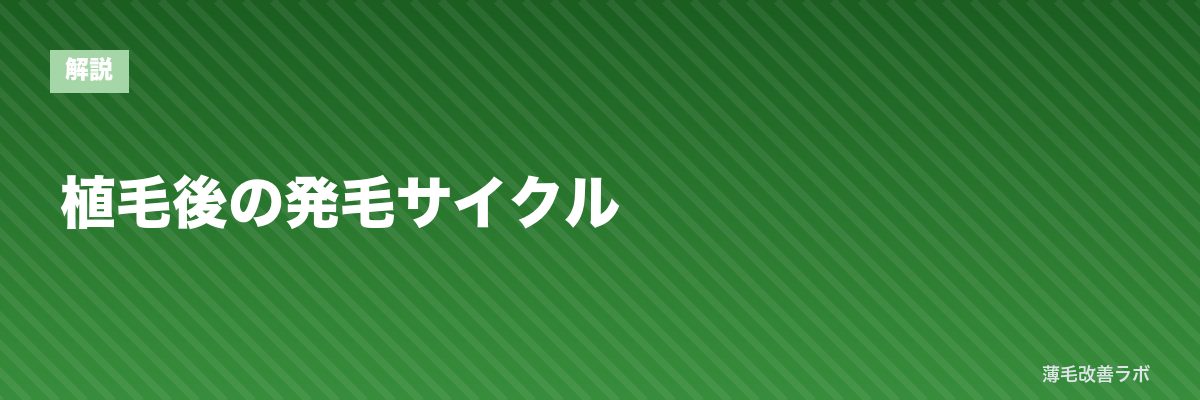 植毛後の発毛サイクル | 薄毛改善ラボ