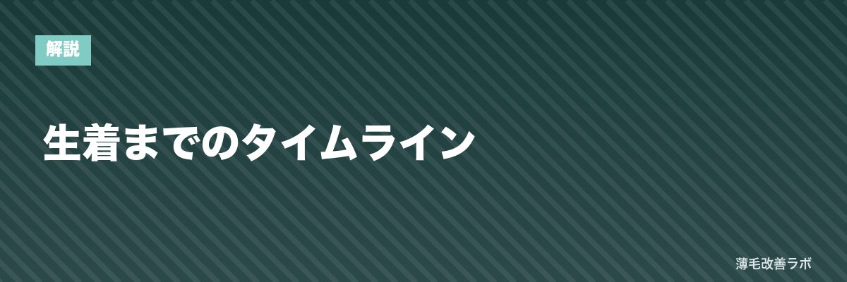 生着までのタイムライン | 薄毛改善ラボ