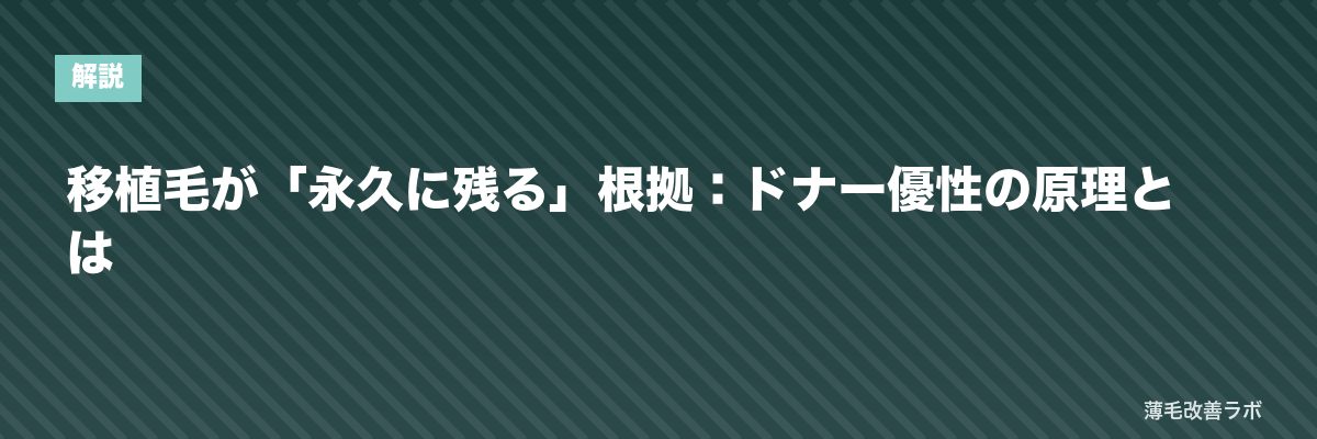 移植毛が「永久に残る」根拠：ドナー優性の原理とは | 薄毛改善ラボ