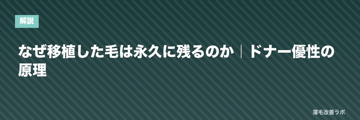なぜ移植した毛は永久に残るのか｜ドナー優性の原理 | 薄毛改善ラボ