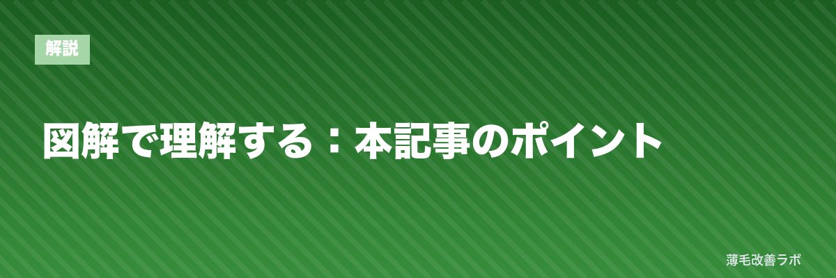 図解で理解する：本記事のポイント | 薄毛改善ラボ