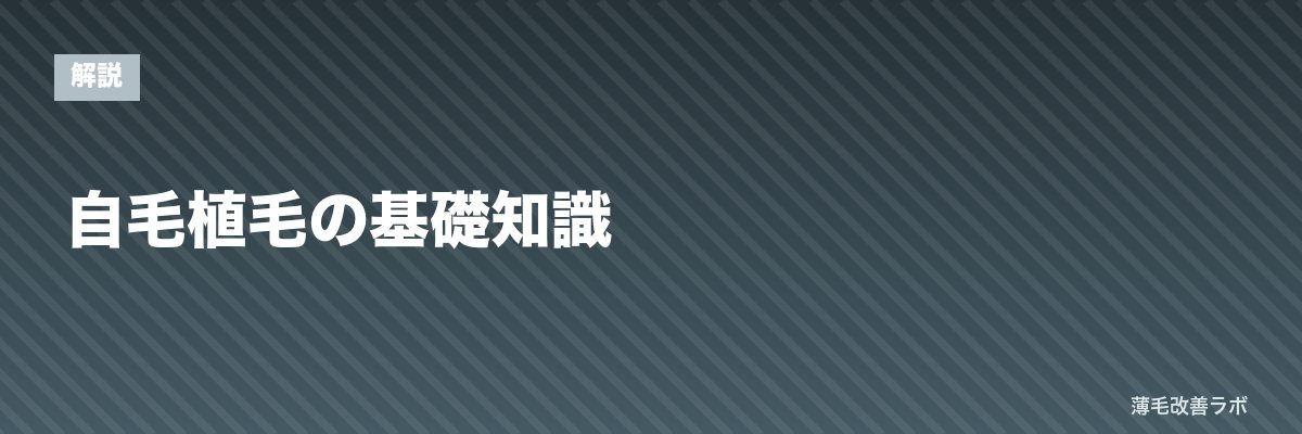 自毛植毛の基礎知識 | 薄毛改善ラボ