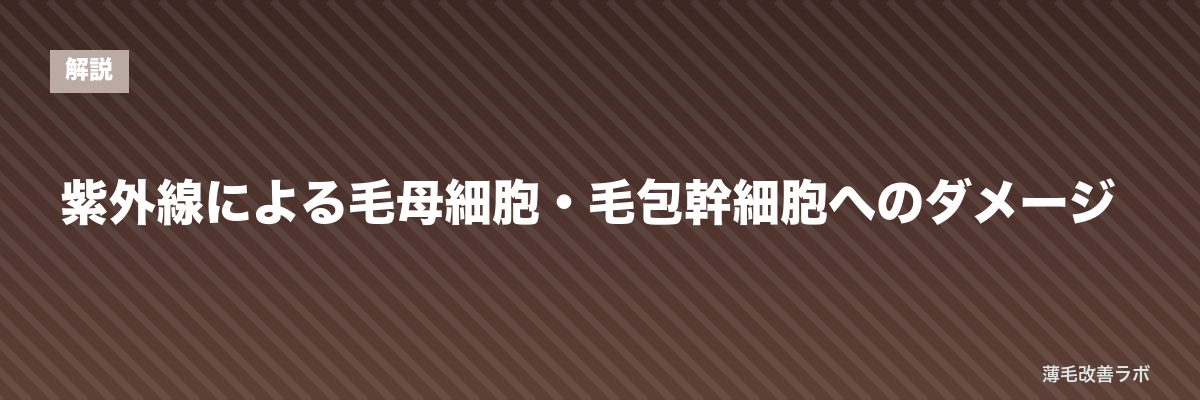 紫外線による毛母細胞・毛包幹細胞へのダメージ | 薄毛改善ラボ