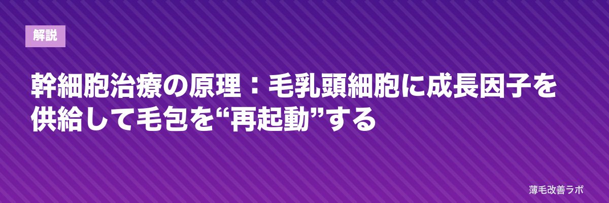 幹細胞治療の原理：毛乳頭細胞に成長因子を供給して毛包を“再起動”する | 薄毛改善ラボ