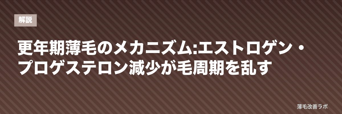 更年期薄毛のメカニズム:エストロゲン・プロゲステロン減少が毛周期を乱す | 薄毛改善ラボ