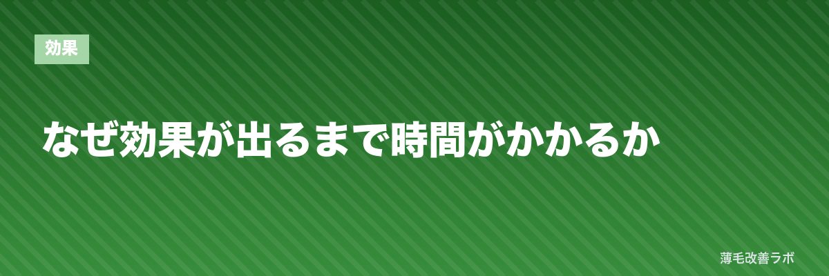 なぜ効果が出るまで時間がかかるか | 薄毛改善ラボ