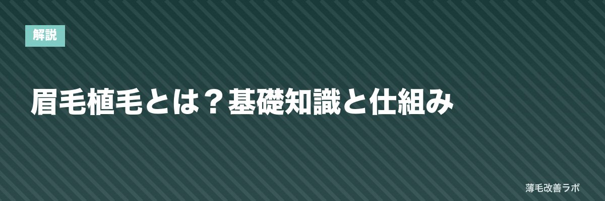 眉毛植毛とは？基礎知識と仕組み | 薄毛改善ラボ