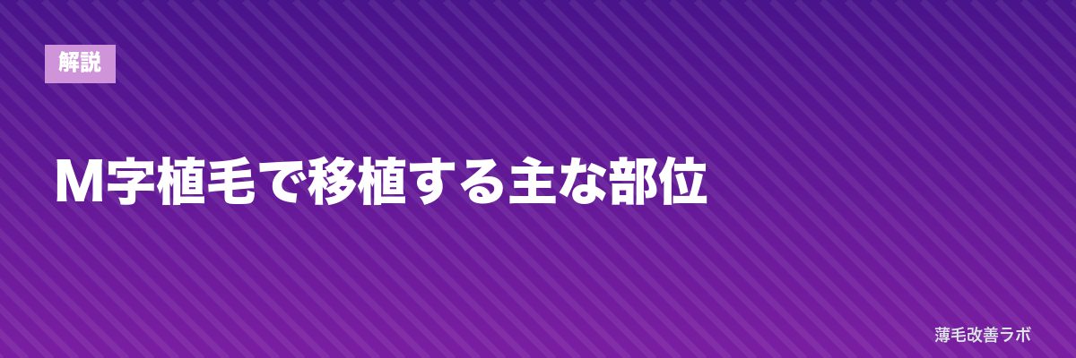 M字植毛で移植する主な部位 | 薄毛改善ラボ
