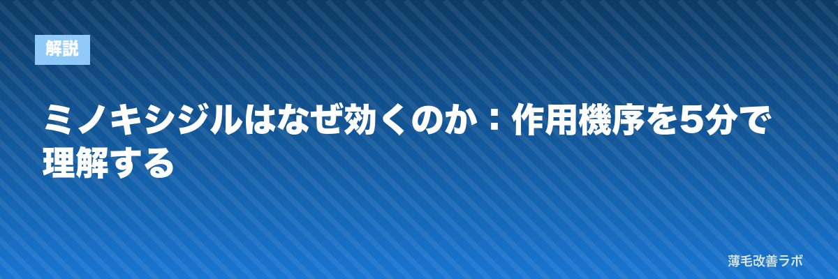 ミノキシジルはなぜ効くのか：作用機序を5分で理解する | 薄毛改善ラボ