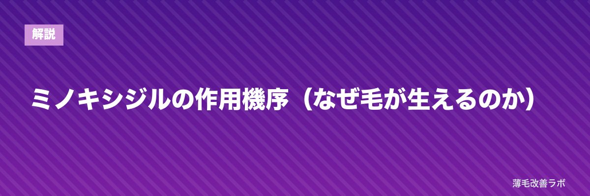 ミノキシジルの作用機序（なぜ毛が生えるのか） | 薄毛改善ラボ