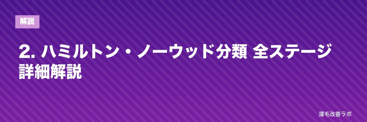 2. ハミルトン・ノーウッド分類 全ステージ詳細解説 | 薄毛改善ラボ