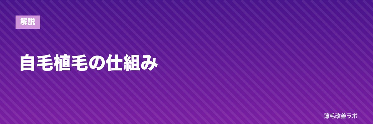 自毛植毛の仕組み | 薄毛改善ラボ