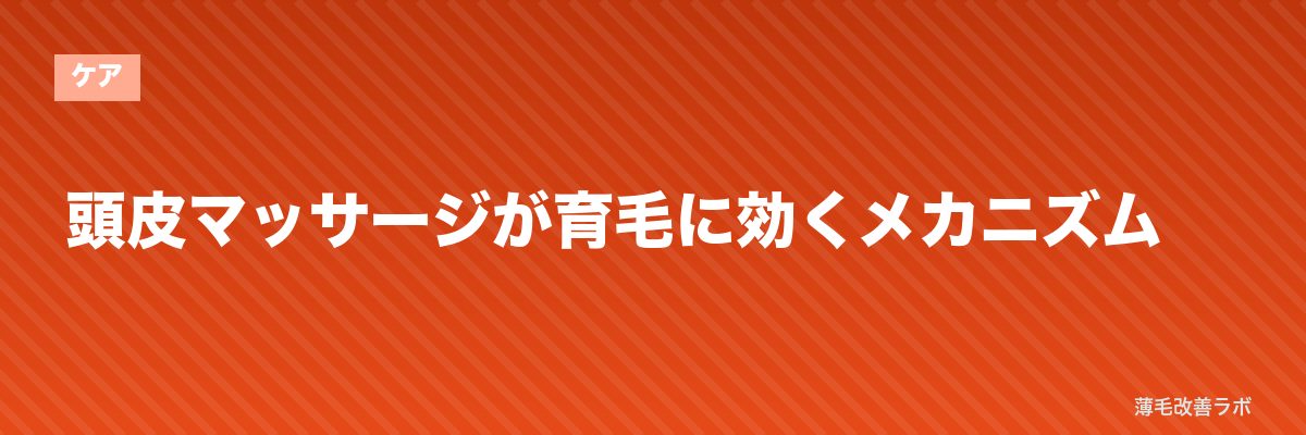 頭皮マッサージが育毛に効くメカニズム | 薄毛改善ラボ