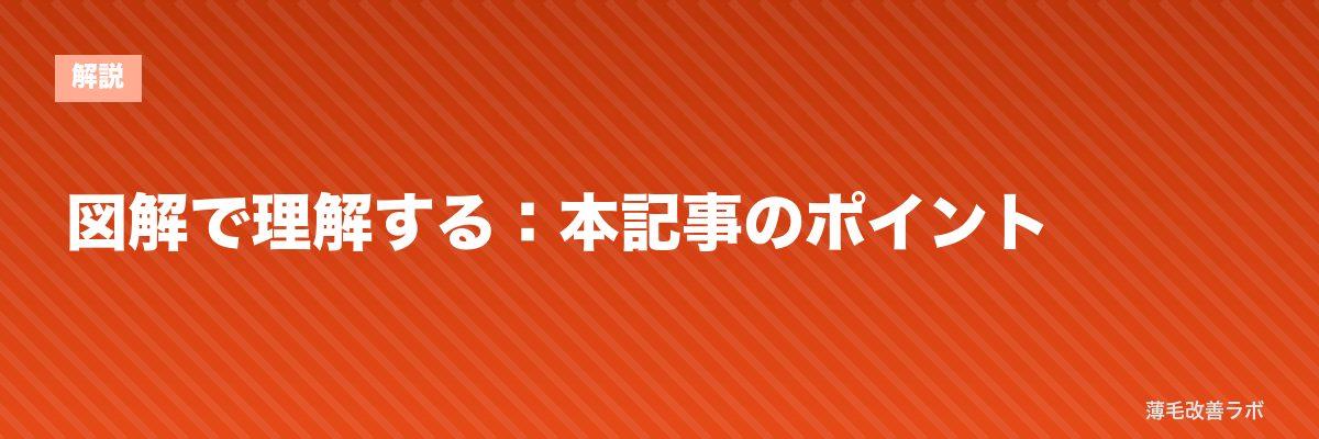 図解で理解する:本記事のポイント | 薄毛改善ラボ