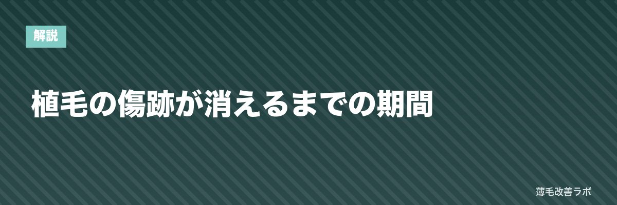 植毛の傷跡が消えるまでの期間 | 薄毛改善ラボ